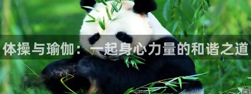 尊龙官方集团官网：体操与瑜伽：一起身心力量的和谐之道